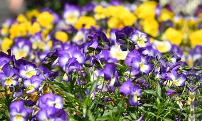 York Racecourse proud to support York's Bloom! Festival