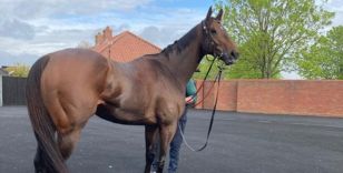  1895 DUKE OF YORK CLIPPER STAKES IS ”PERFECT RACE” FOR AUSSIE SPEEDSTER THE ASTROLOGIST