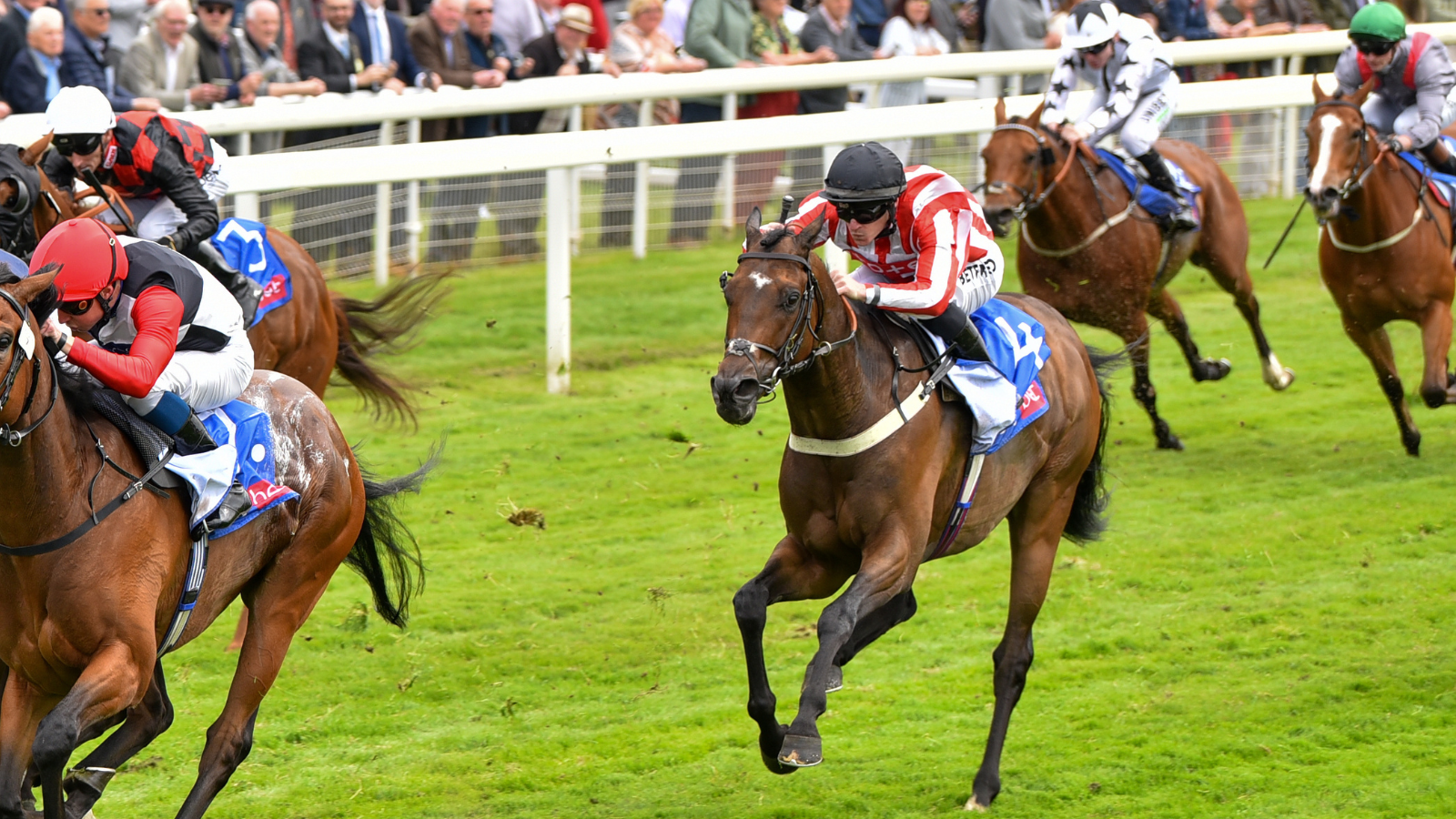 KUBLER TEAM HOPING KING CAN CONQUER KNAVESMIRE IN JOHN SMITH’S CUP