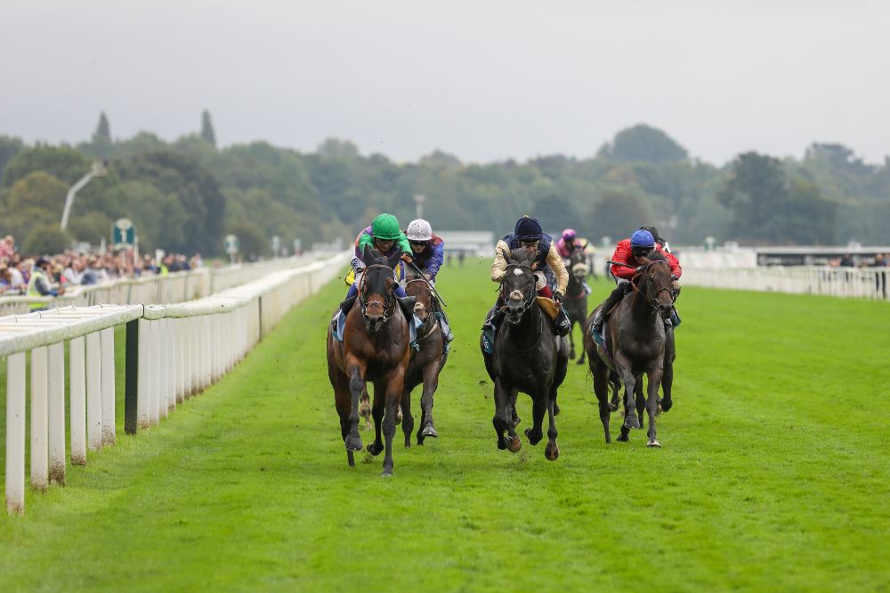 Speedster Prince Of India Up In Grade For Sky Bet Starman Garrowby Stakes